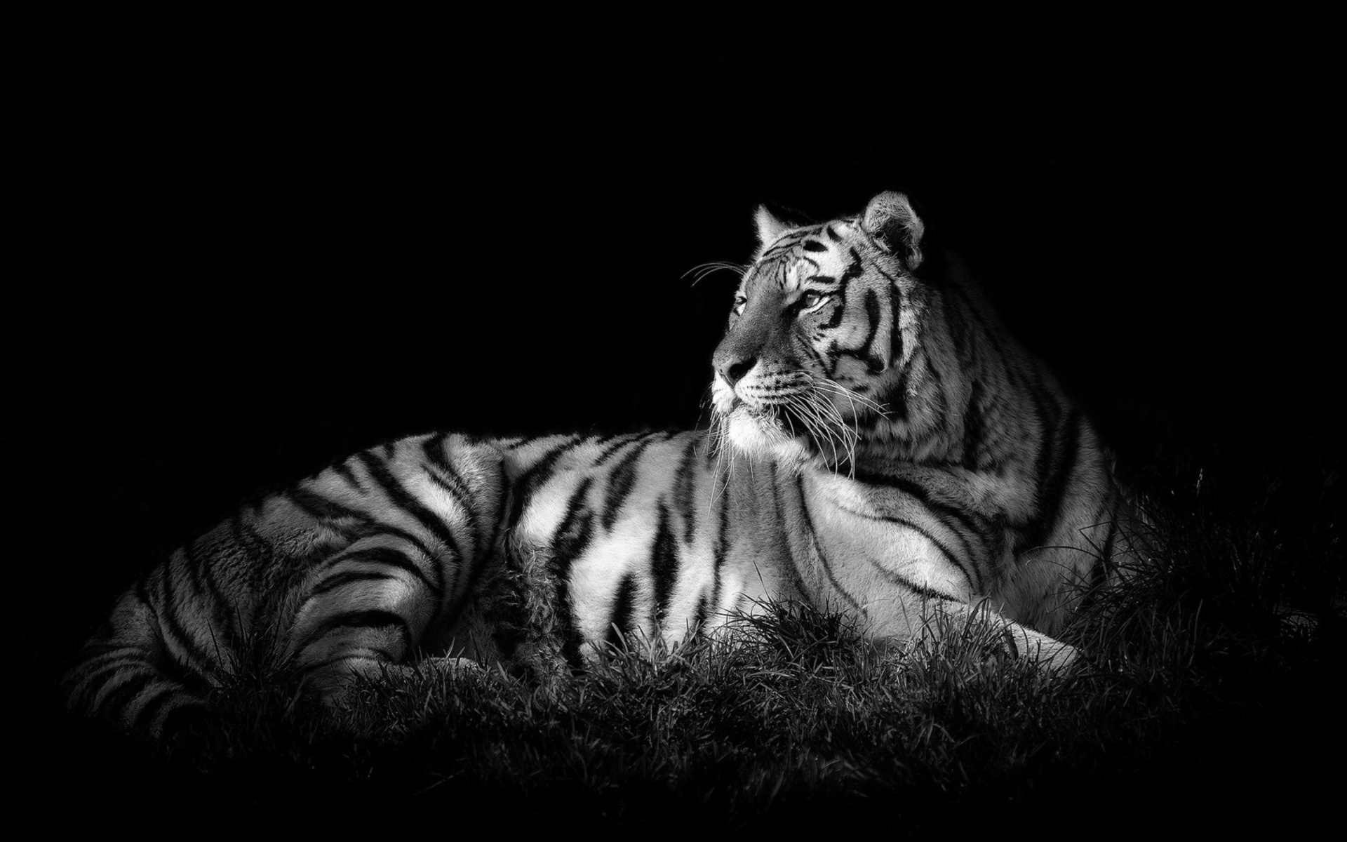 Mobile Desktop Background Black And White Tigers Pics Download