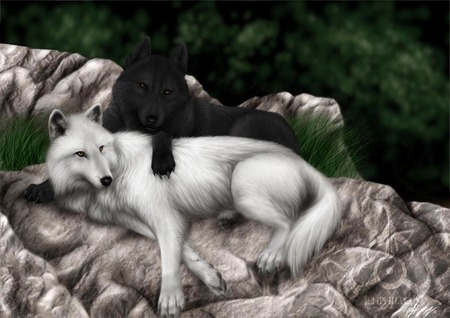 Mobile Desktop Background Black And White Wolf Pics Download