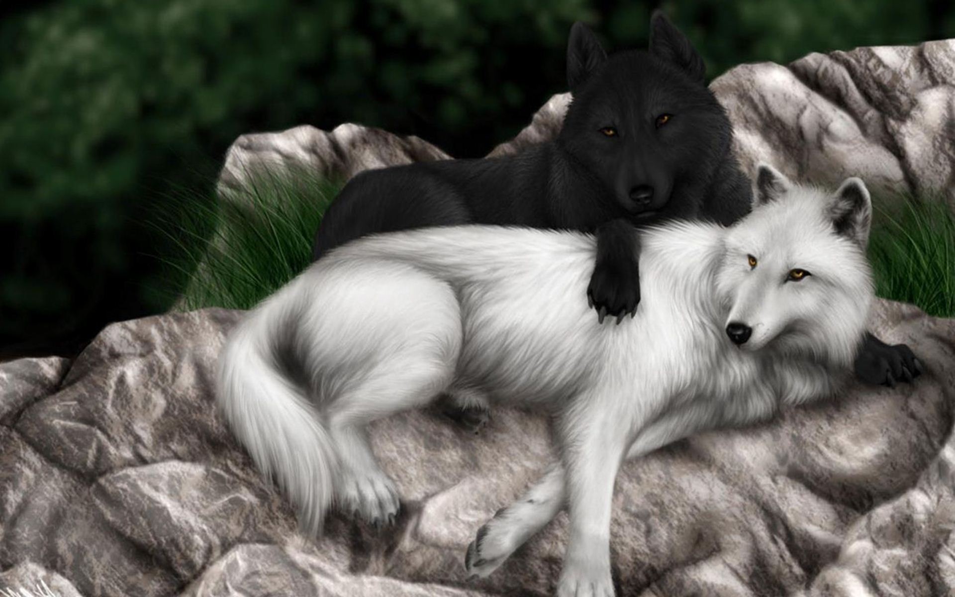 Mobile Desktop Background Black And White Wolf Pictures Download