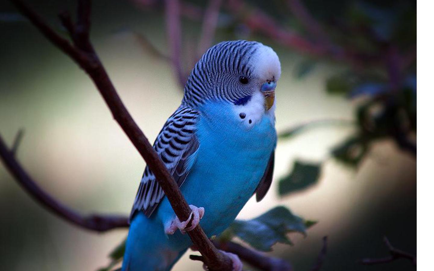 Mobile Desktop Background Blue Parrot Wallpaper