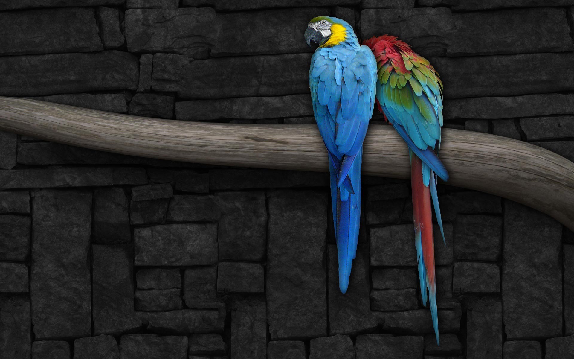 Mobile Desktop Background Blue Parrots Pictures