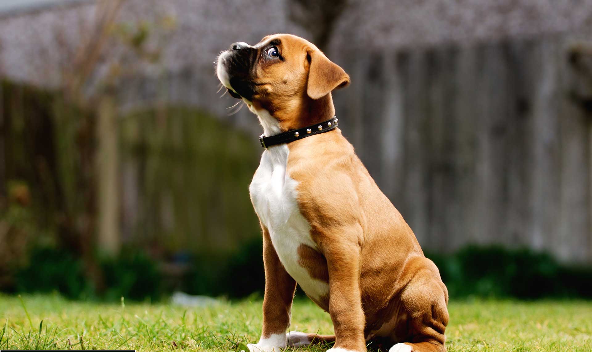 Mobile Desktop Background Boxer Breed Dog Pics Download