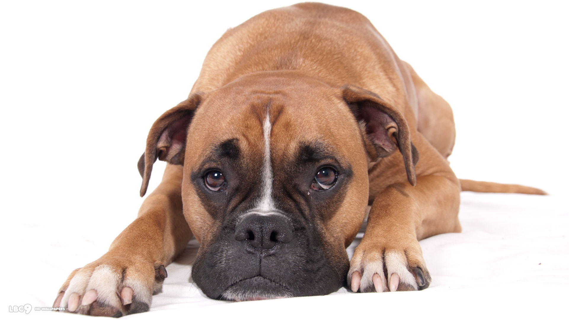 mobile desktop background boxer dog breed pictures download