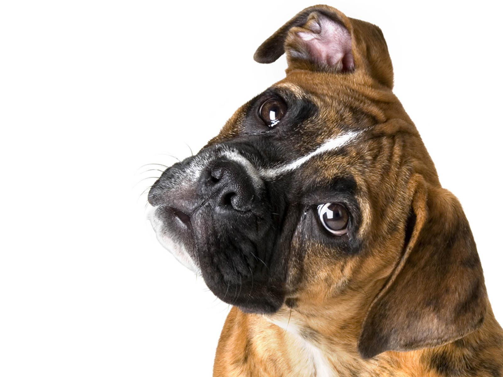 Mobile Desktop Background Boxer Dog Cartoon Pictures Download