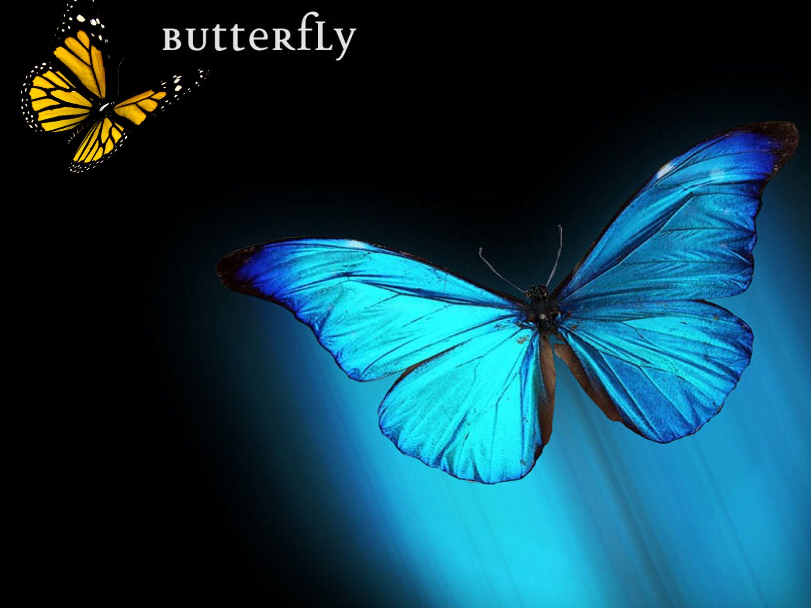 Mobile Desktop Background Butterfly Free Image Wallpaper