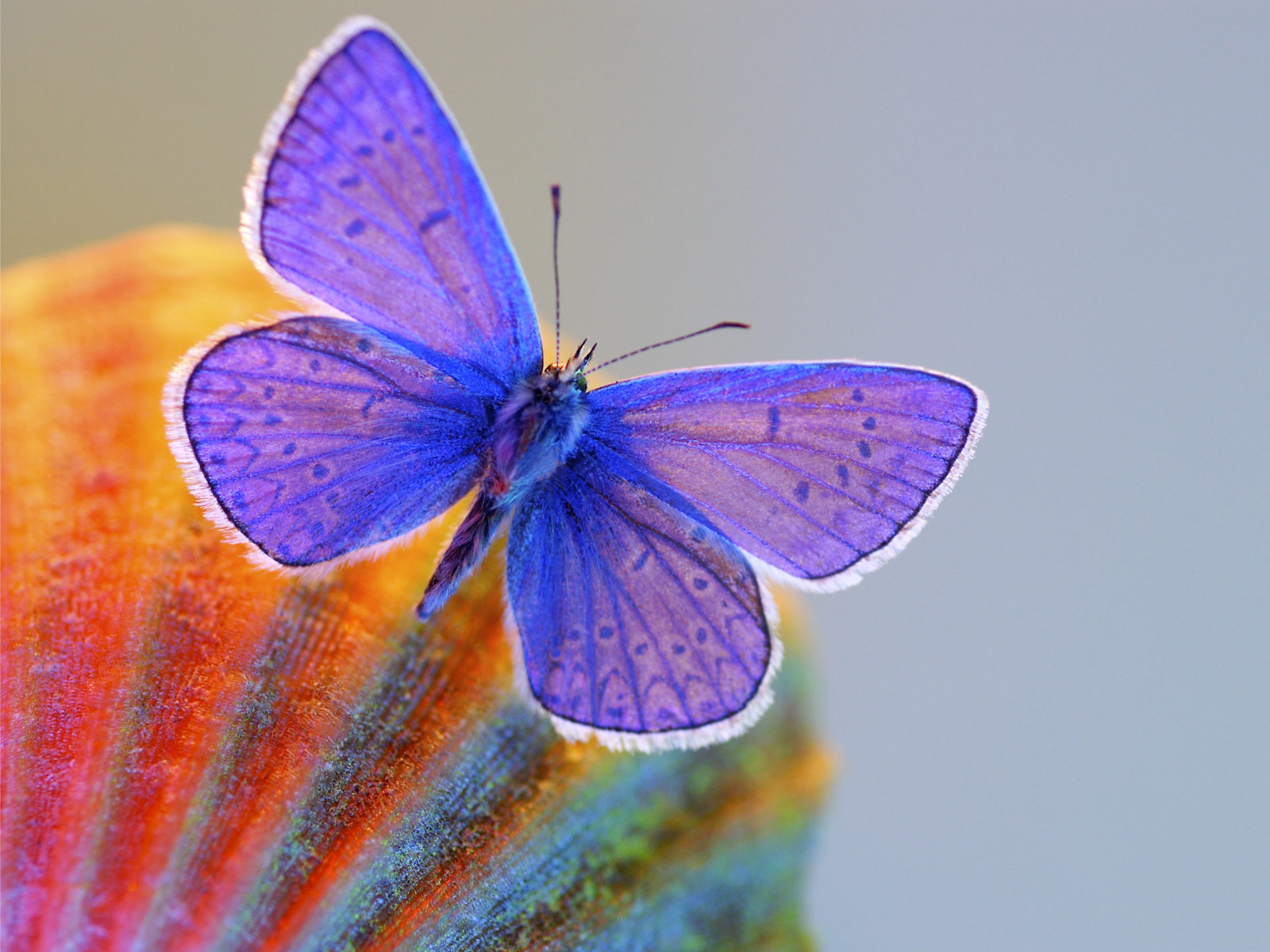 Mobile Desktop Background Butterfly Pictures