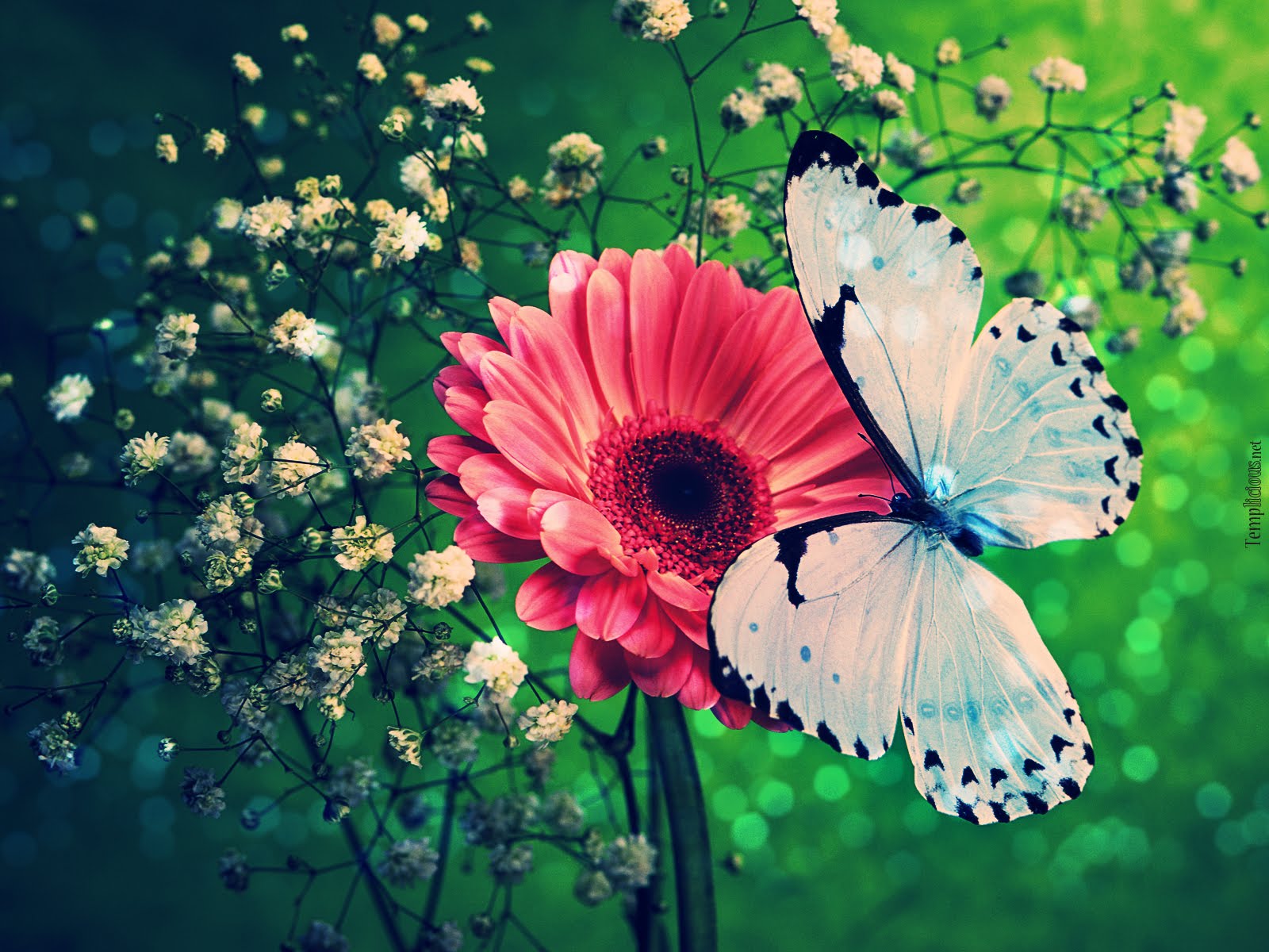 mobile desktop background butterfly wallpaper