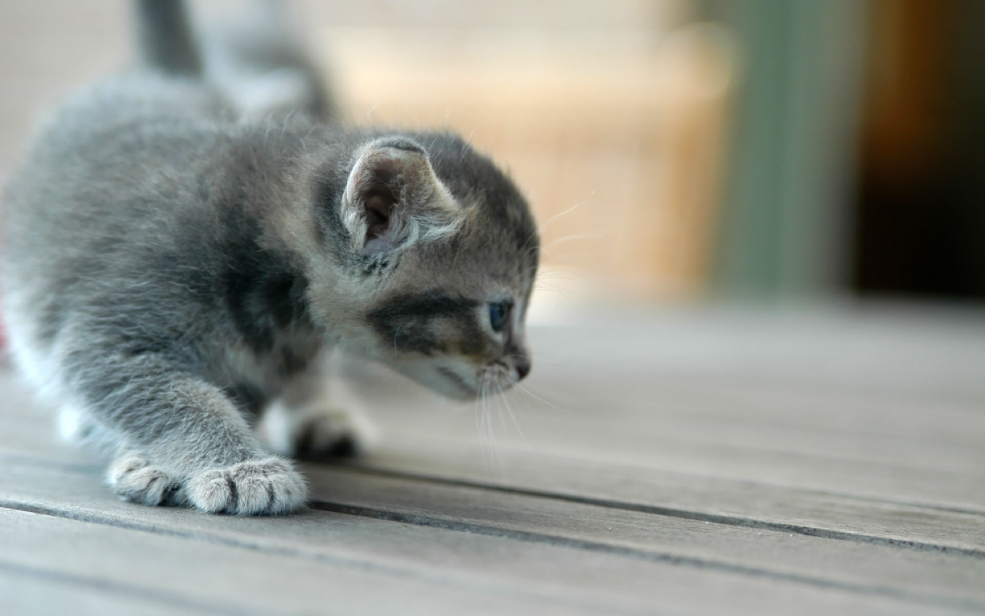 Mobile Desktop Background Cat And Kitten Images Download