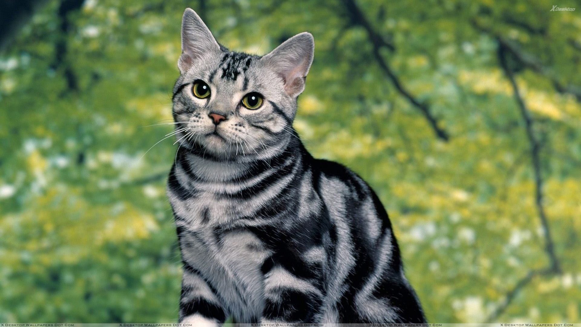Mobile Desktop Background Cat And Kittens Images Download