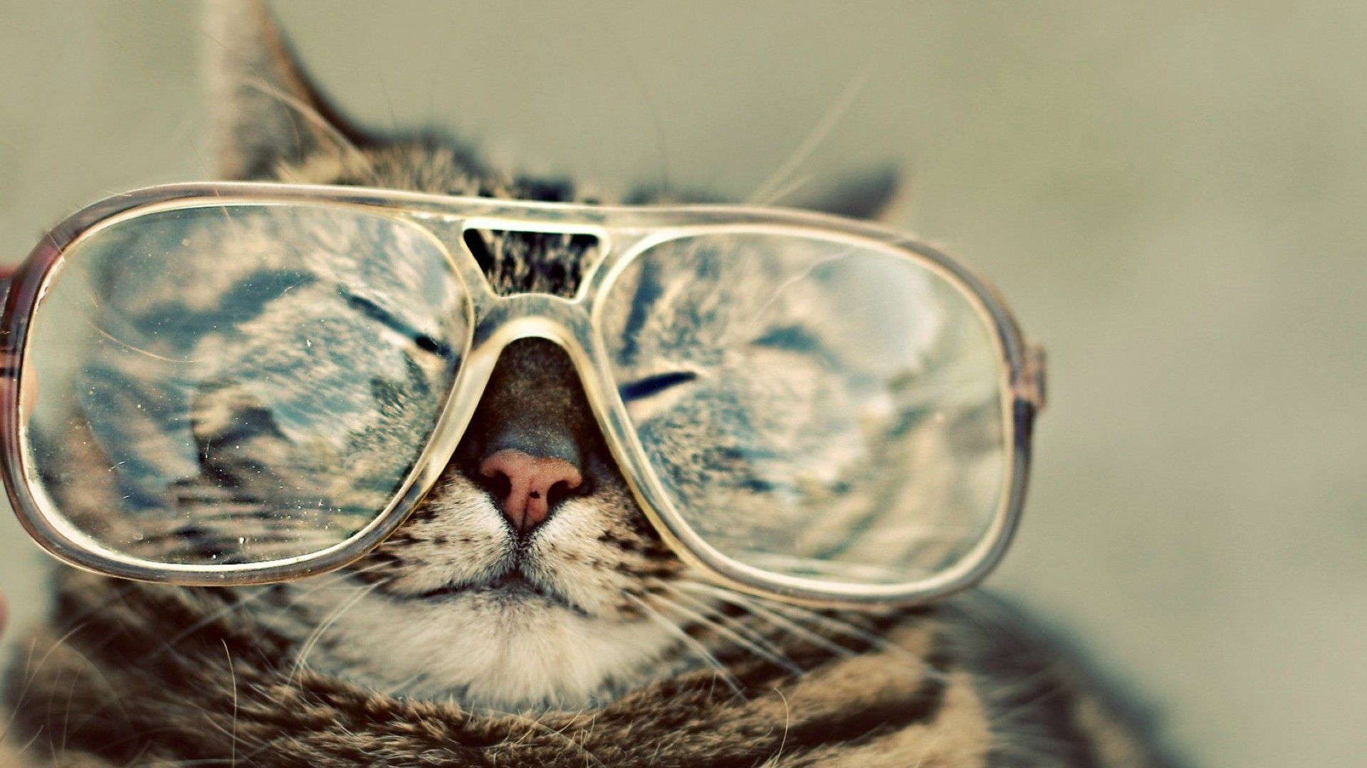 Mobile Desktop Background Cat Glasses Wallpaper Download