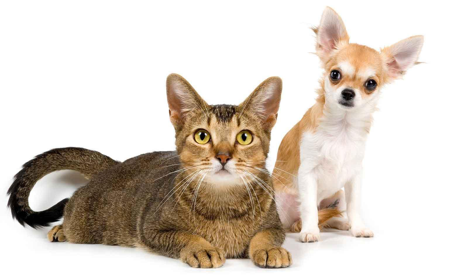 mobile desktop background cats and dog images download