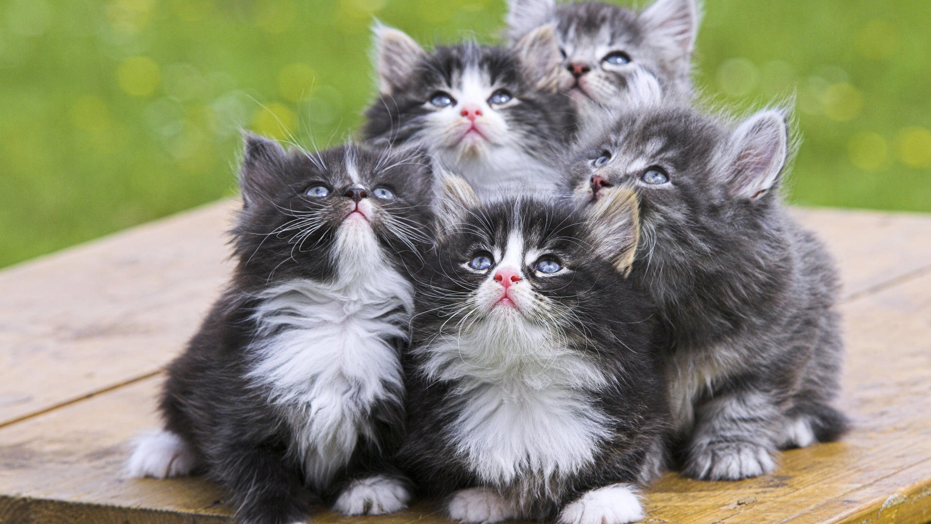 Mobile Desktop Background Cats Kittens Images Download