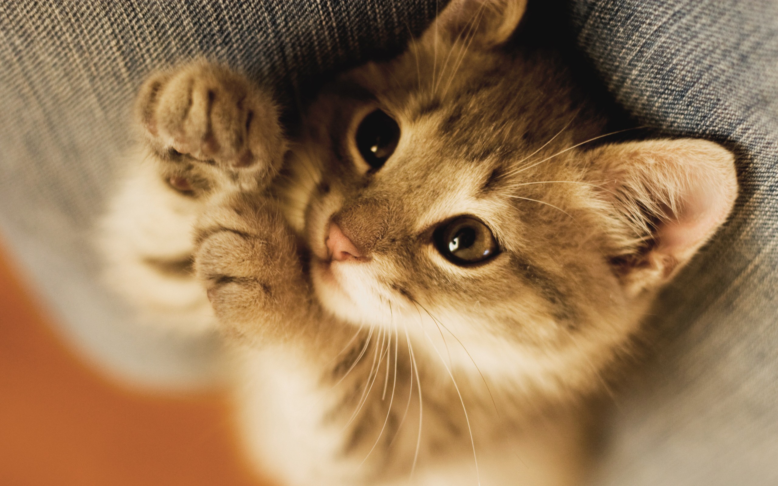 Mobile Desktop Background Cats Kittens Pics Download