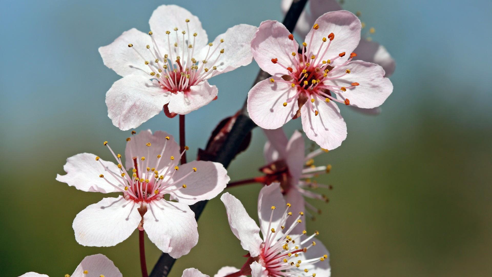 Mobile Desktop Background Cherry Blossom Wallpaper Home Download