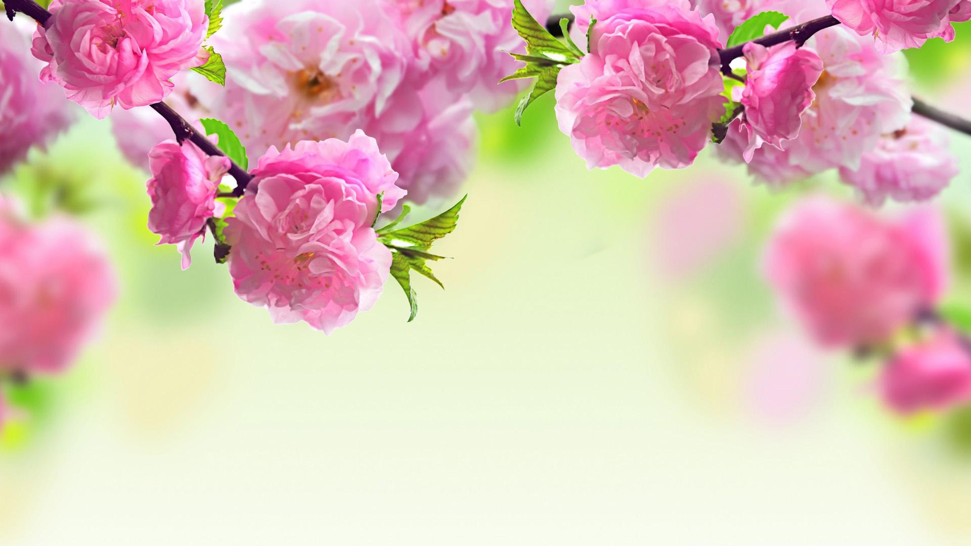 Mobile Desktop Background Cherry Blossom Wallpaper S Download