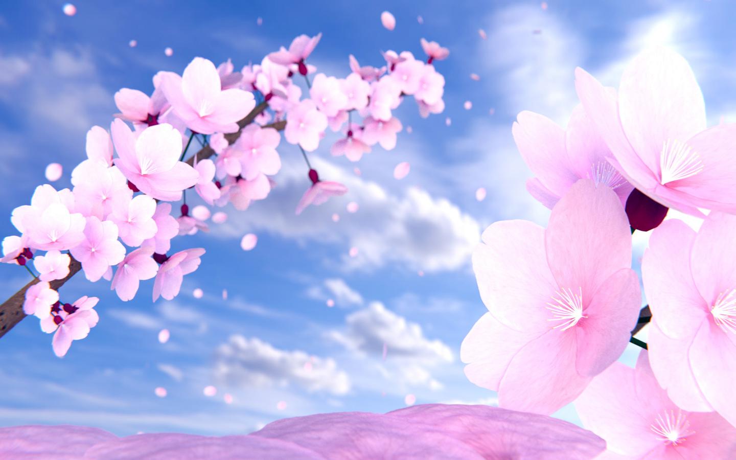 Mobile Desktop Background Cherry Blossom White Download
