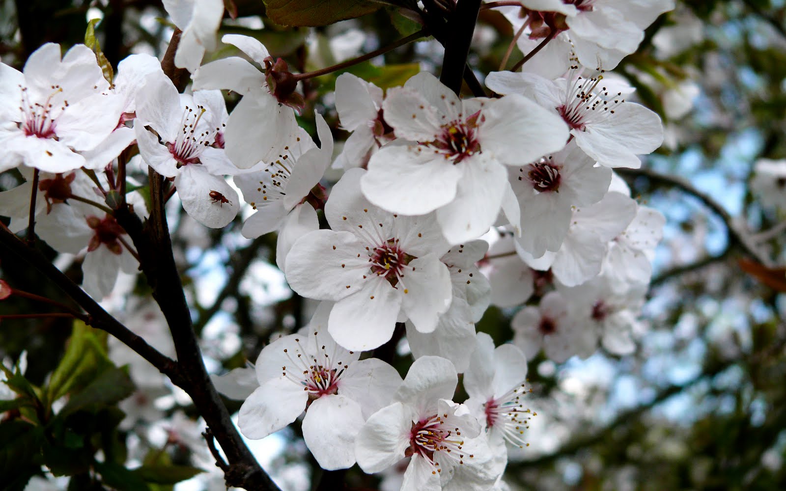 mobile desktop background cherry blossoms download