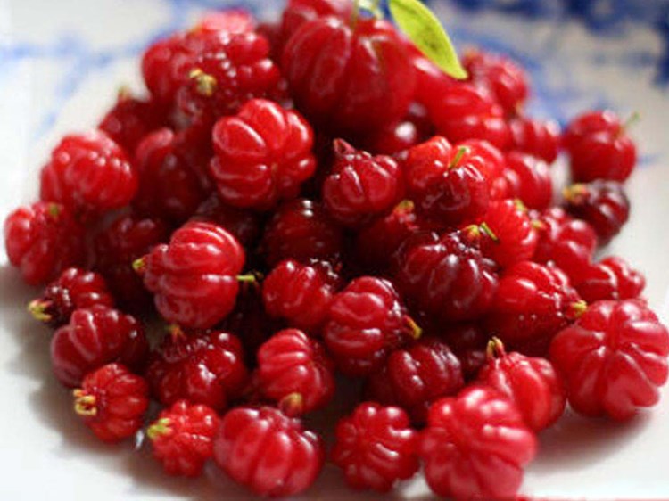mobile desktop background cherry fruit picture download