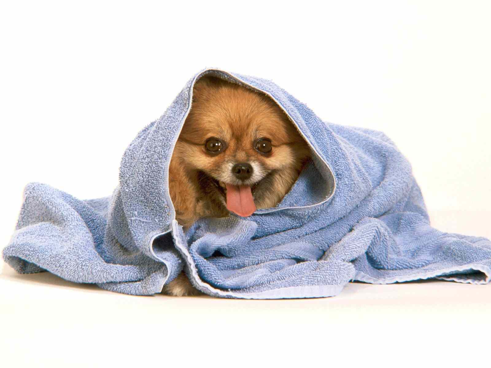 Mobile Desktop Background Chihuahua Puppy Images Funny
