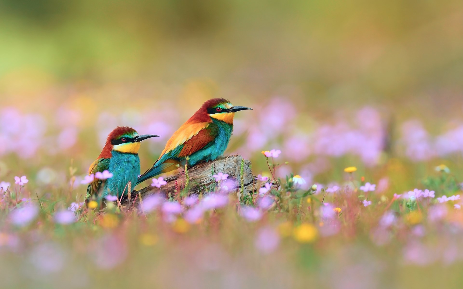 Mobile Desktop Background Colorful Bird Pictures