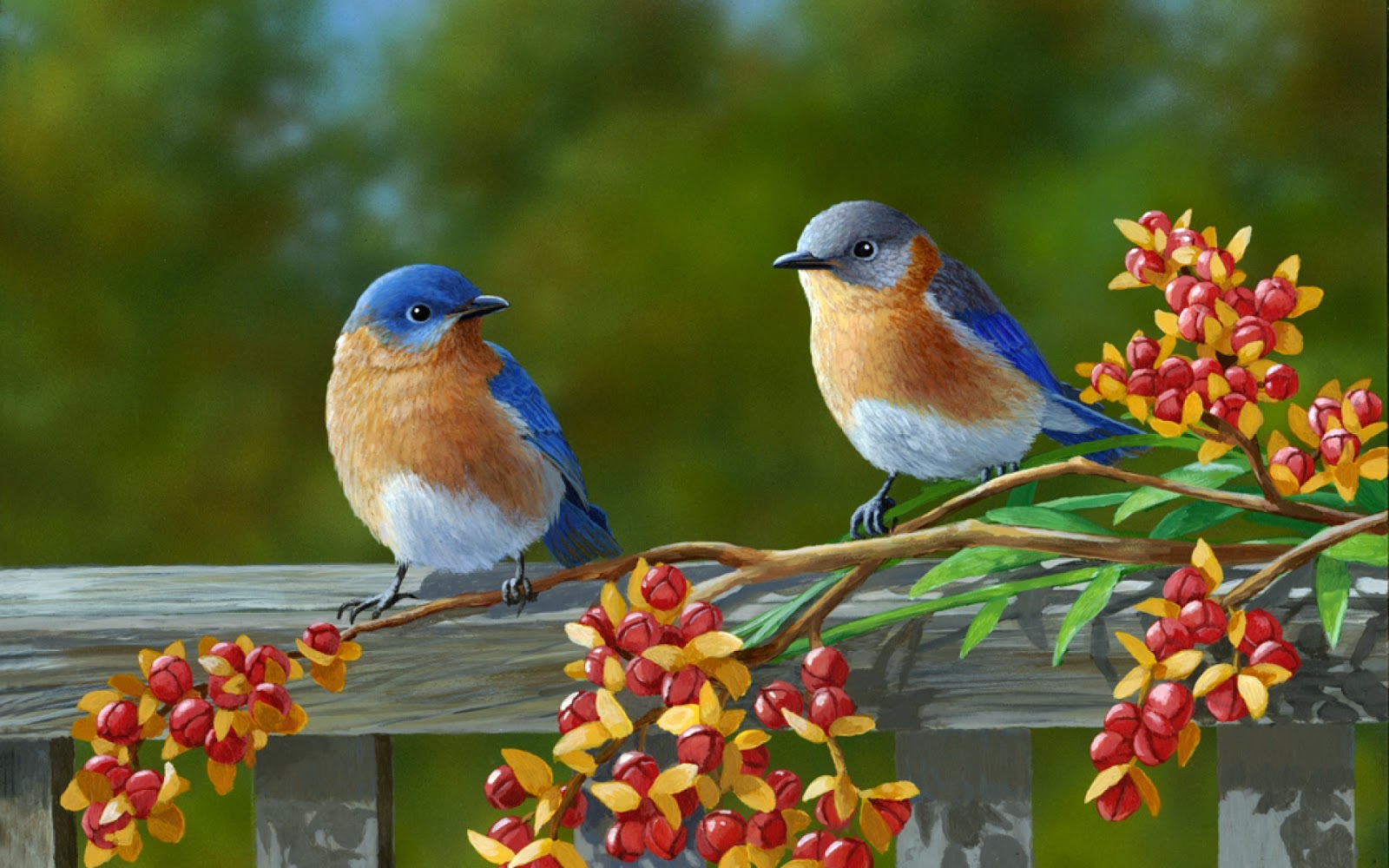 Mobile Desktop Background Colorful Birds Pictures Download