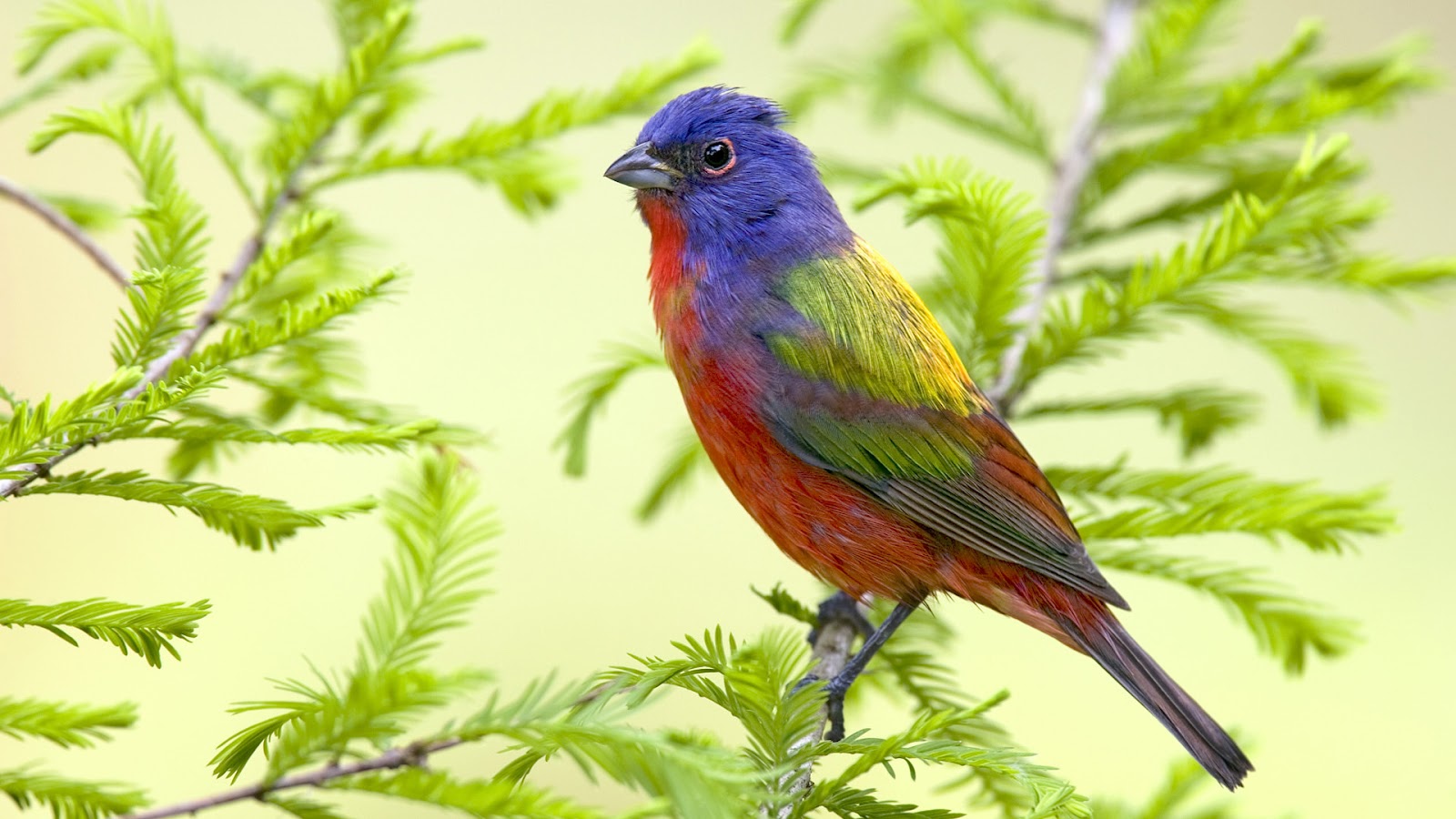 Mobile Desktop Background Colorful Birds Wallpaper