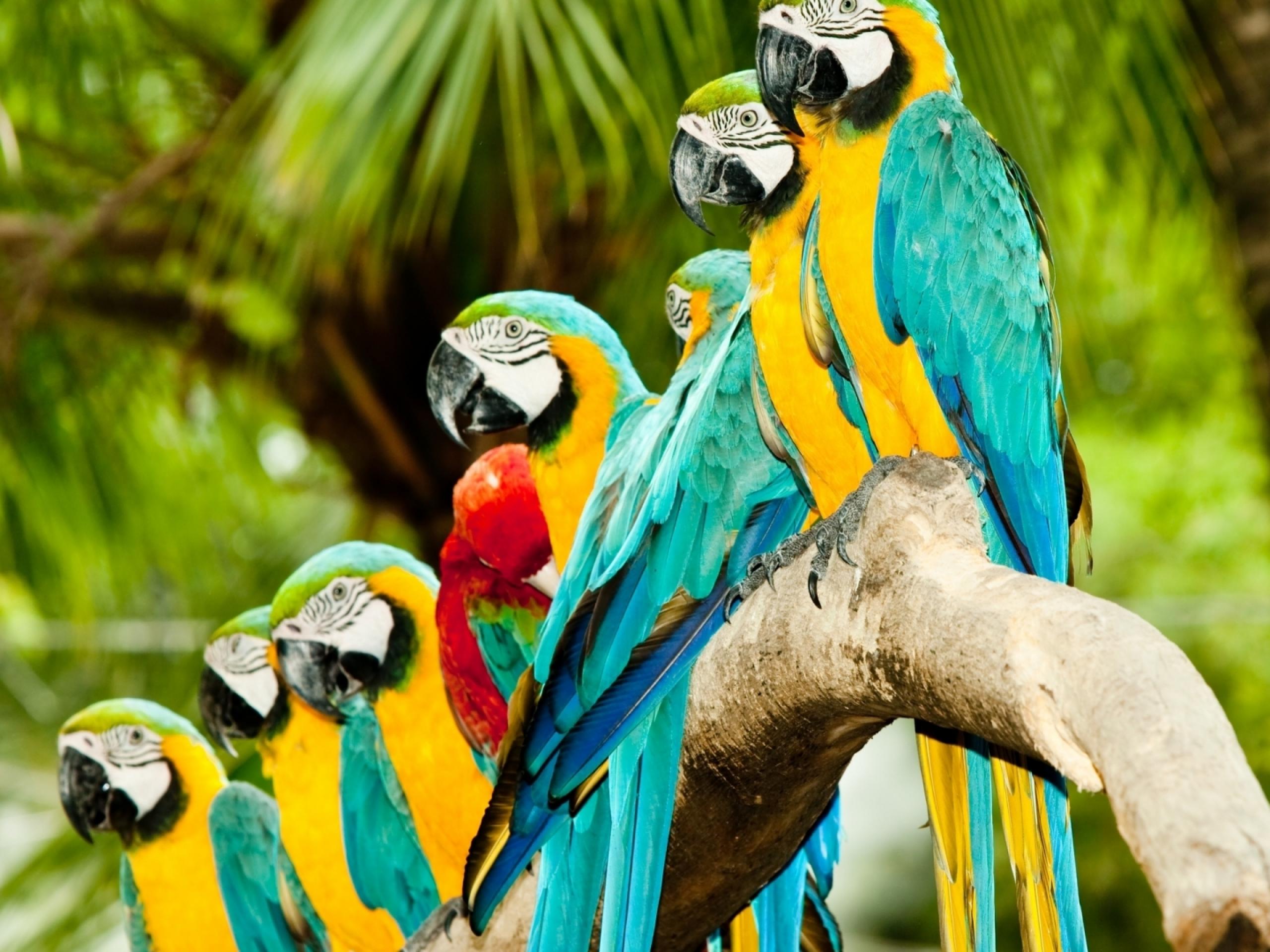 Mobile Desktop Background Colorful Images Of Birds Download