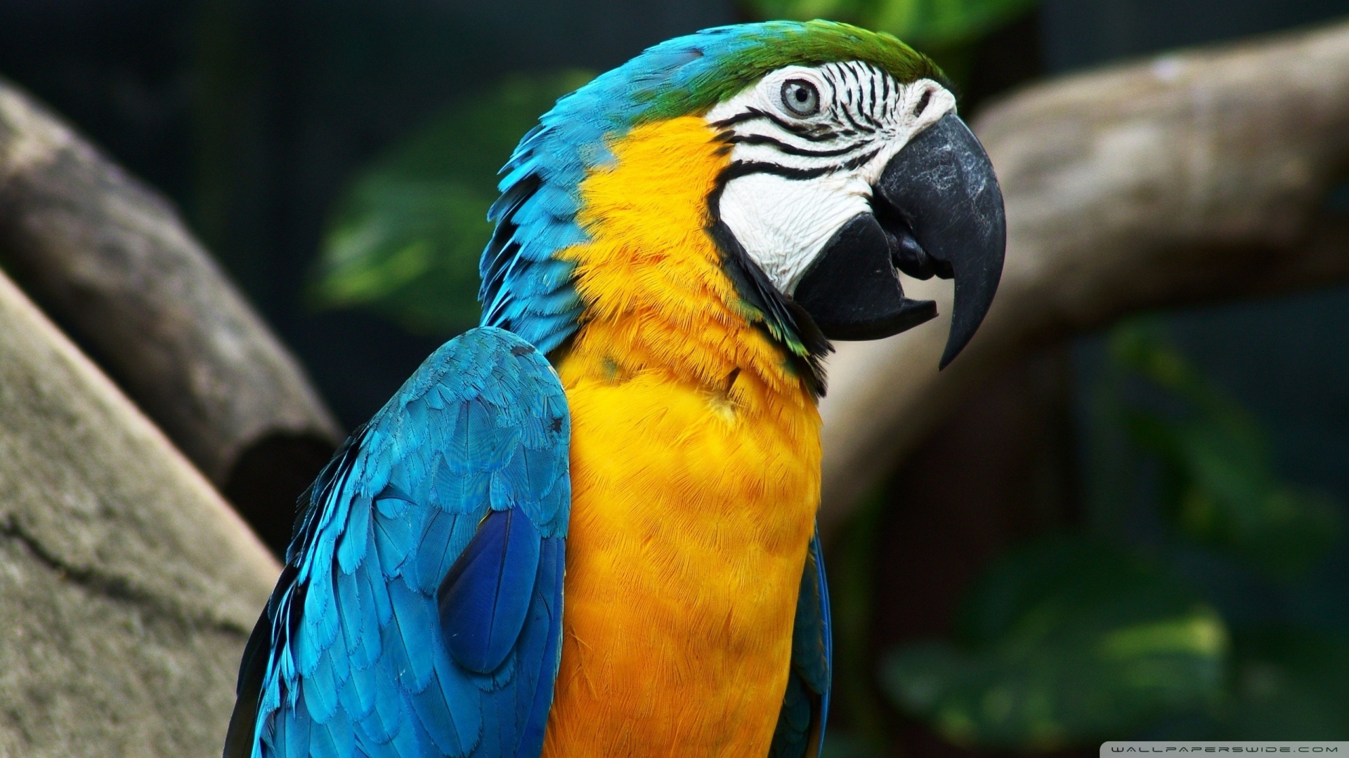 Mobile Desktop Background Colorful Parrot Images