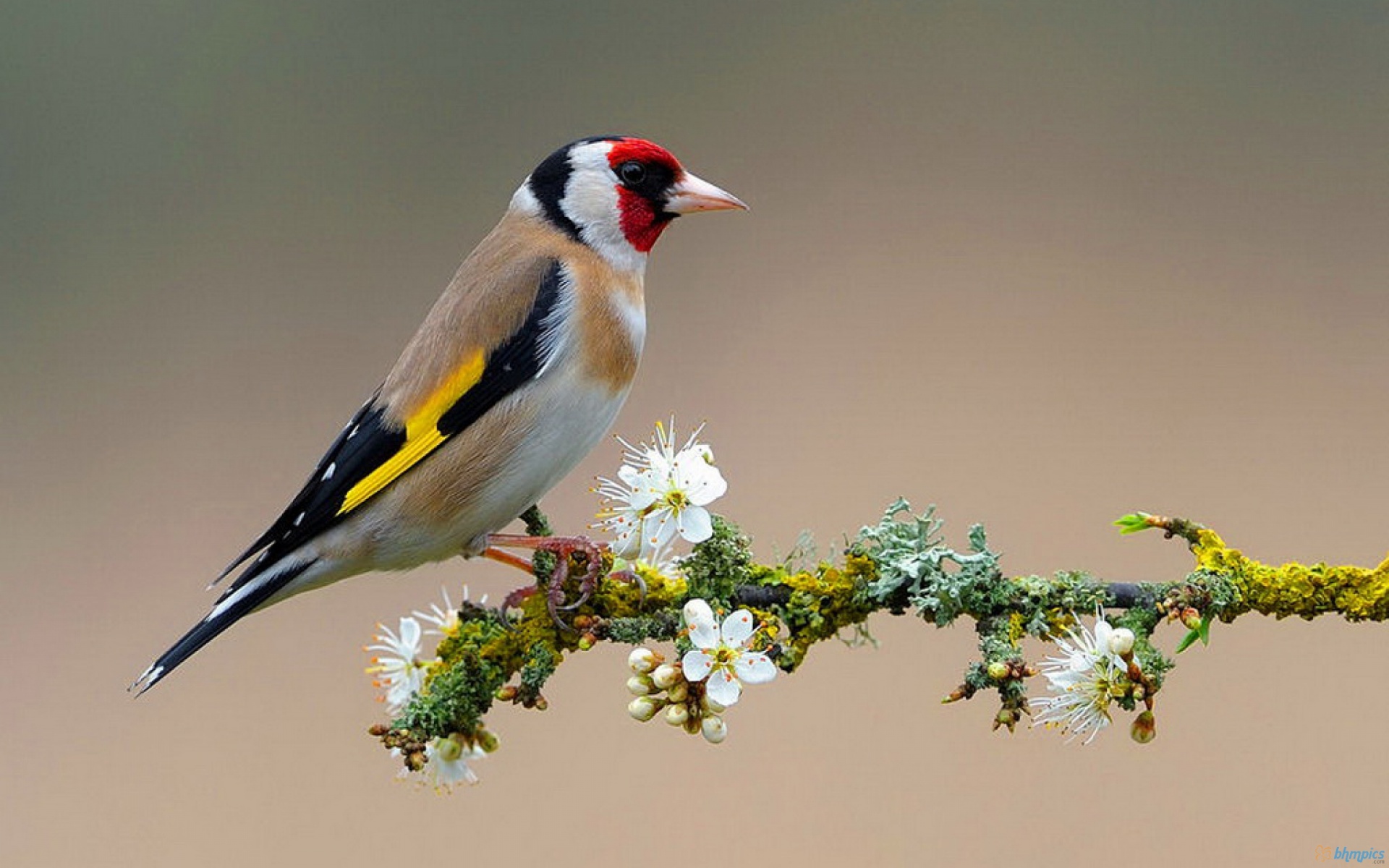 Mobile Desktop Background Colorful Pictures Of Birds Download