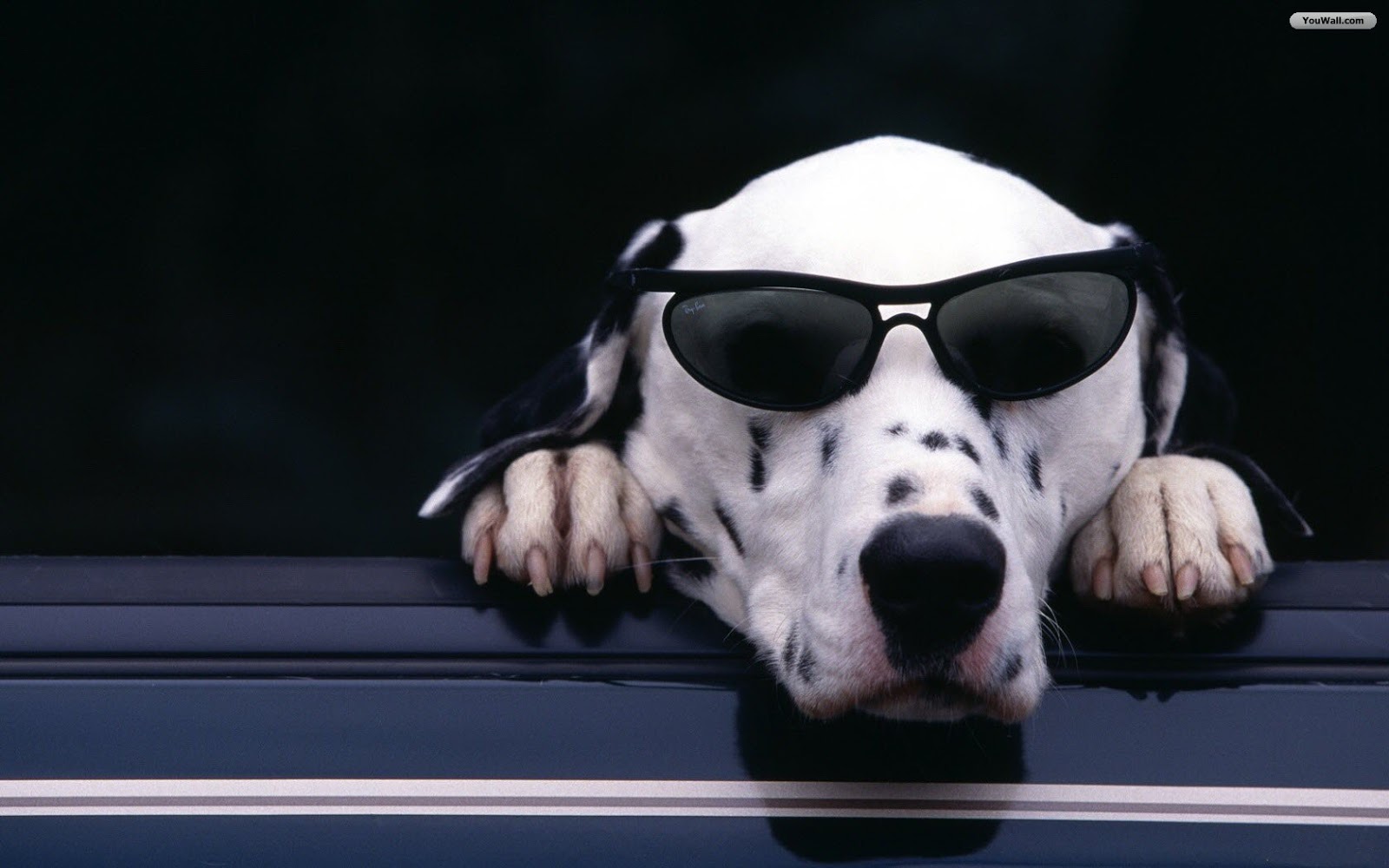 Mobile Desktop Background Cool Dog Wallpapers Download
