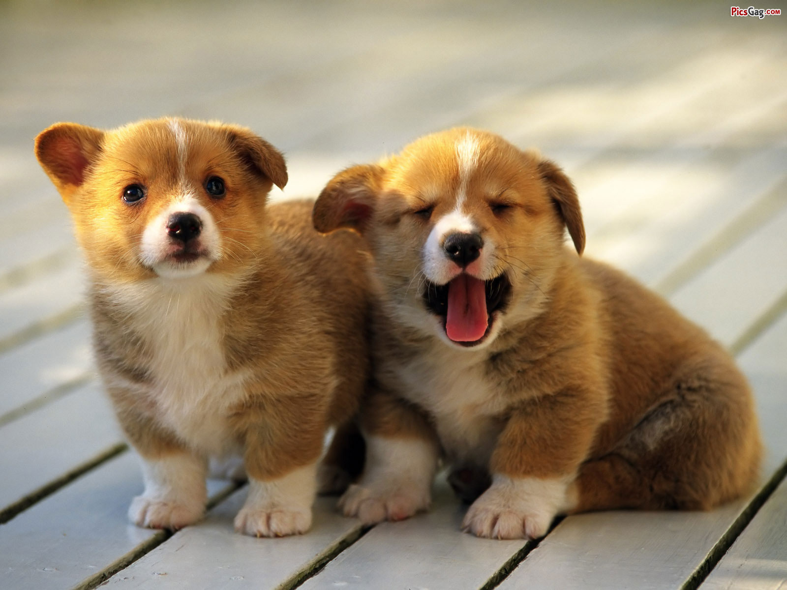 Mobile Desktop Background Cute And Funny Pictures Of Dogs And Puppies Download