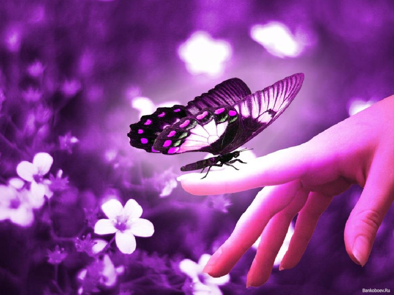 mobile desktop background cute butterfly wallpaper