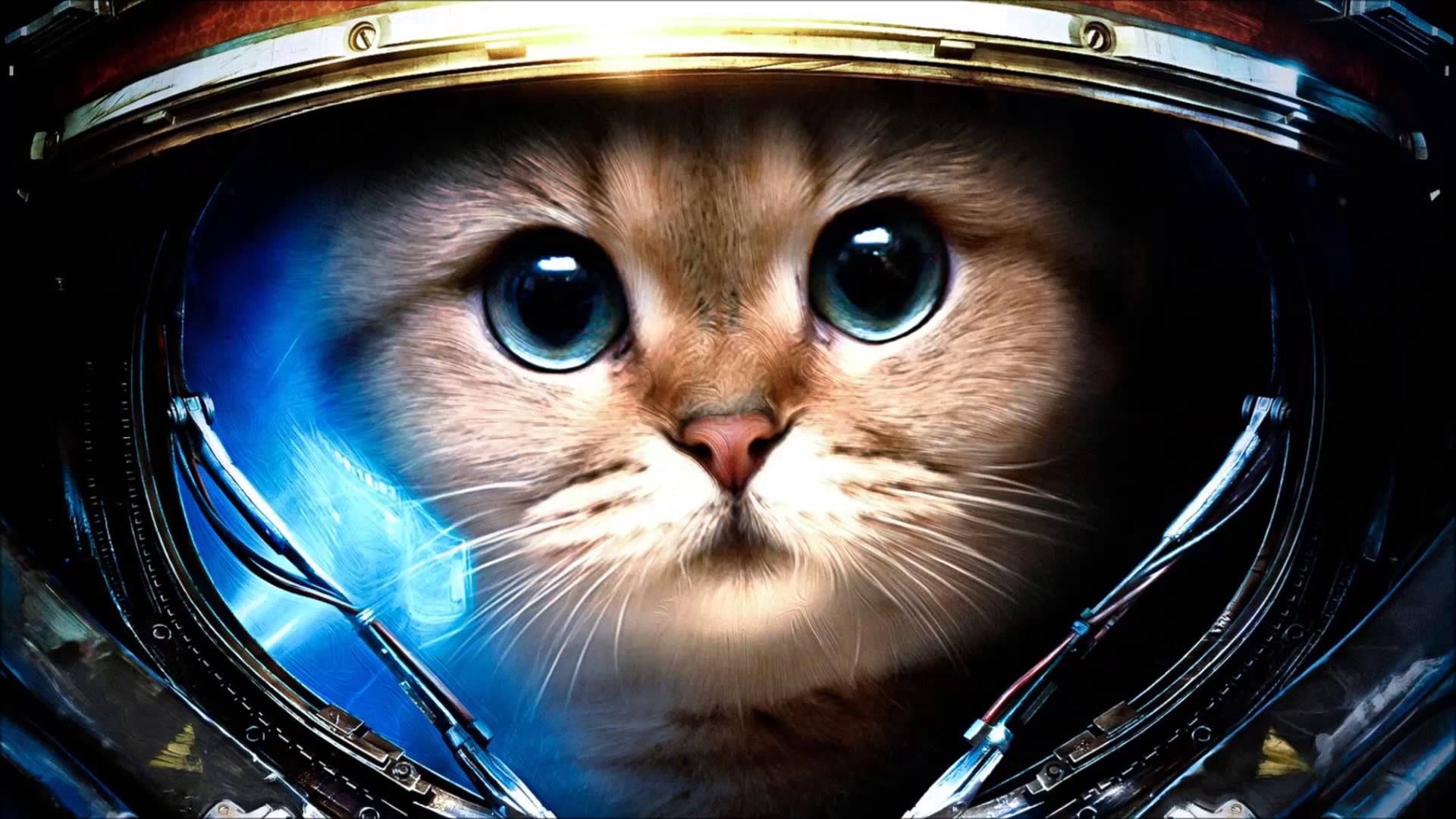 Mobile Desktop Background Cute Cat Images Download
