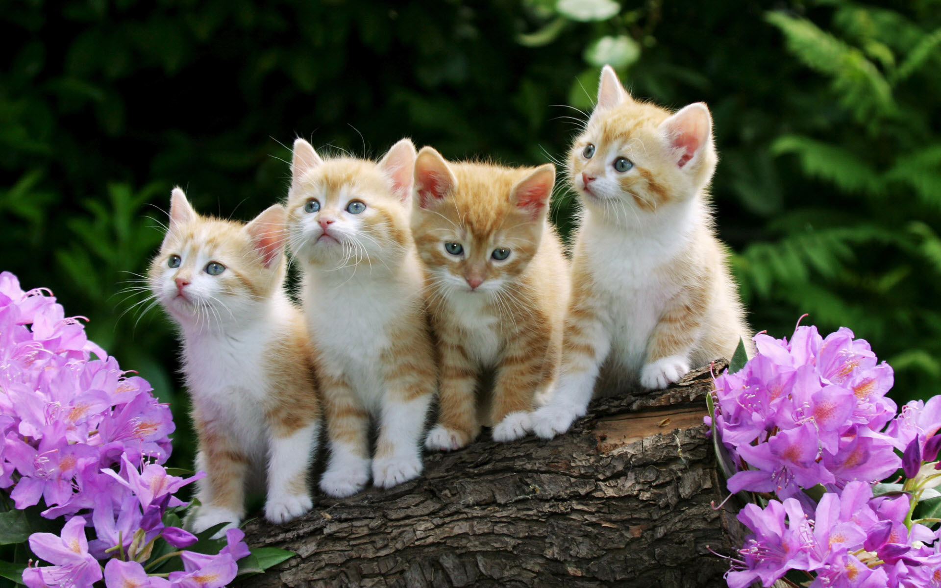 Mobile Desktop Background Cute Cats And Kittens Pics Download