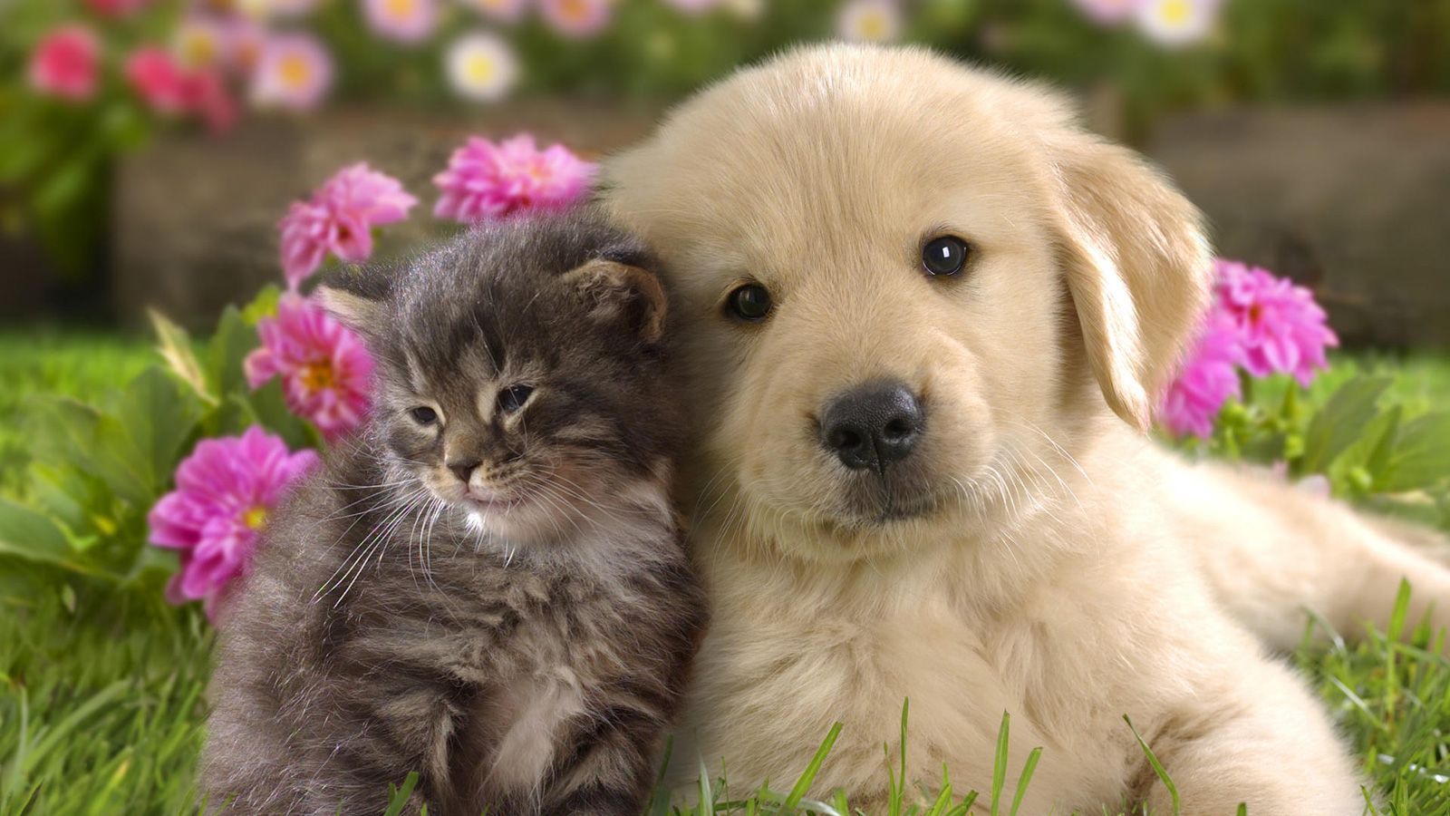 mobile desktop background cute dog and cat pics with captions download