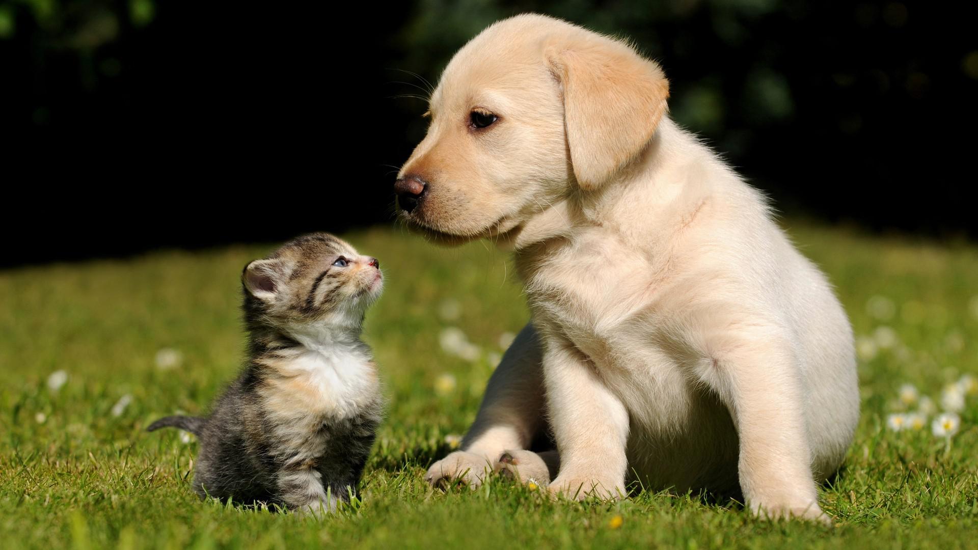mobile desktop background cute dog and cat pictures with captions download