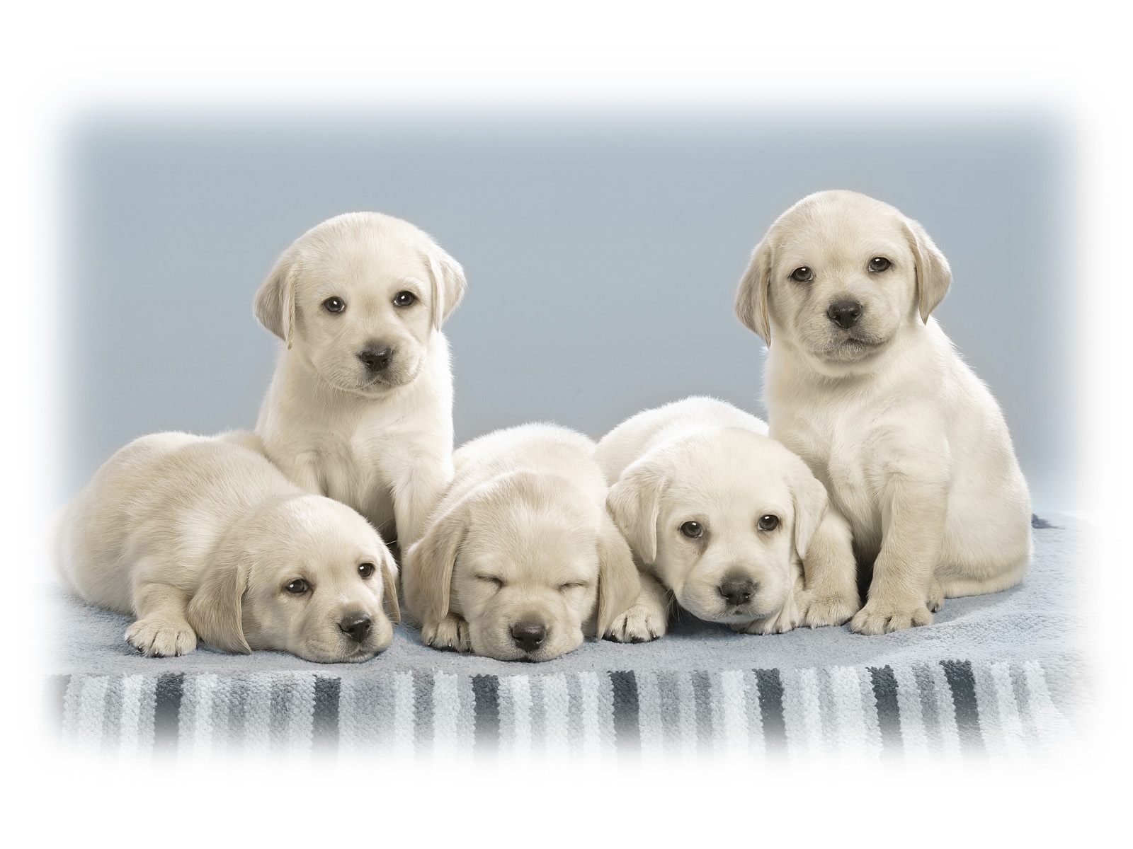 mobile desktop background cute doggie pictures download