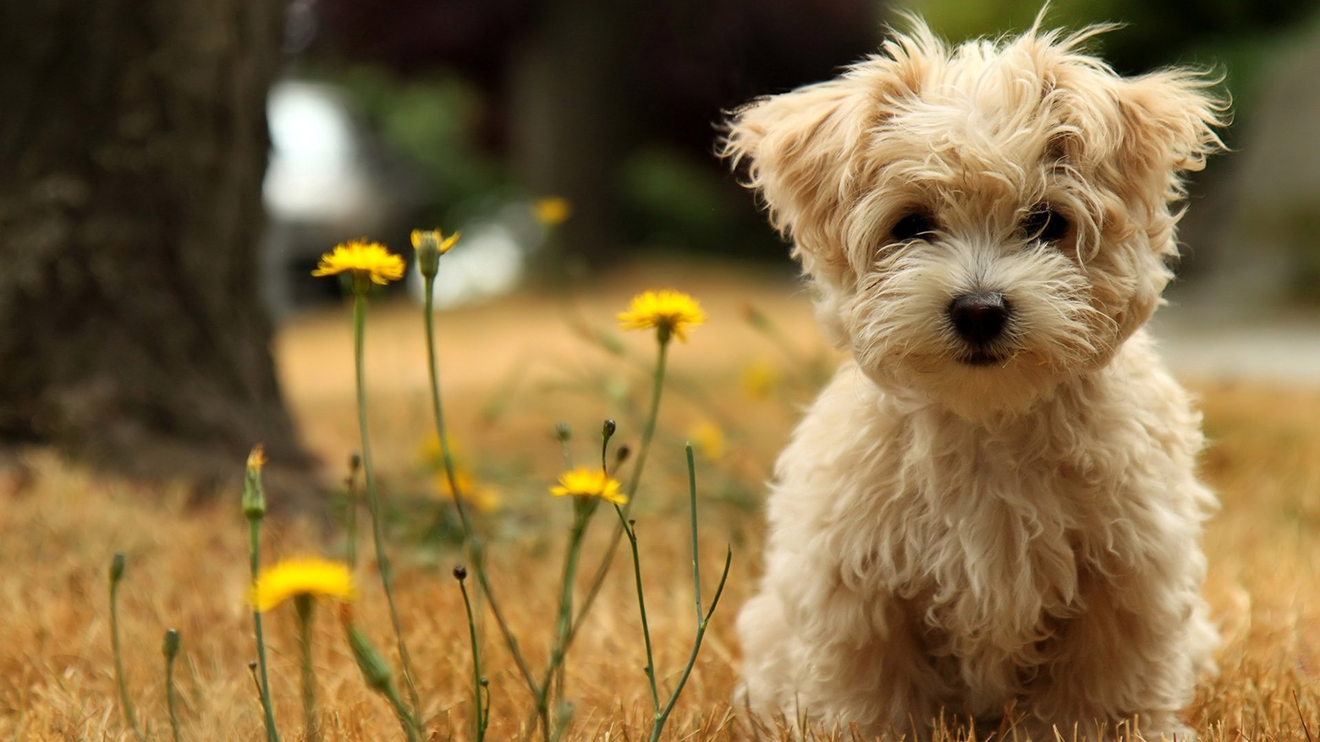 Mobile Desktop Background Cute Puppy Dogs Images Download