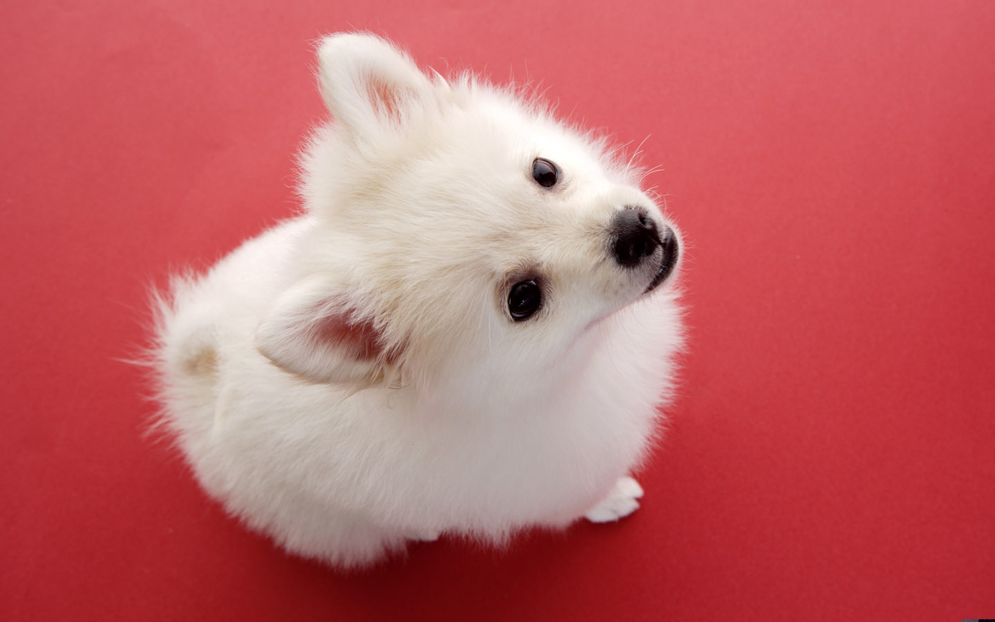 Mobile Desktop Background Cute Puppy Images Pictures Download