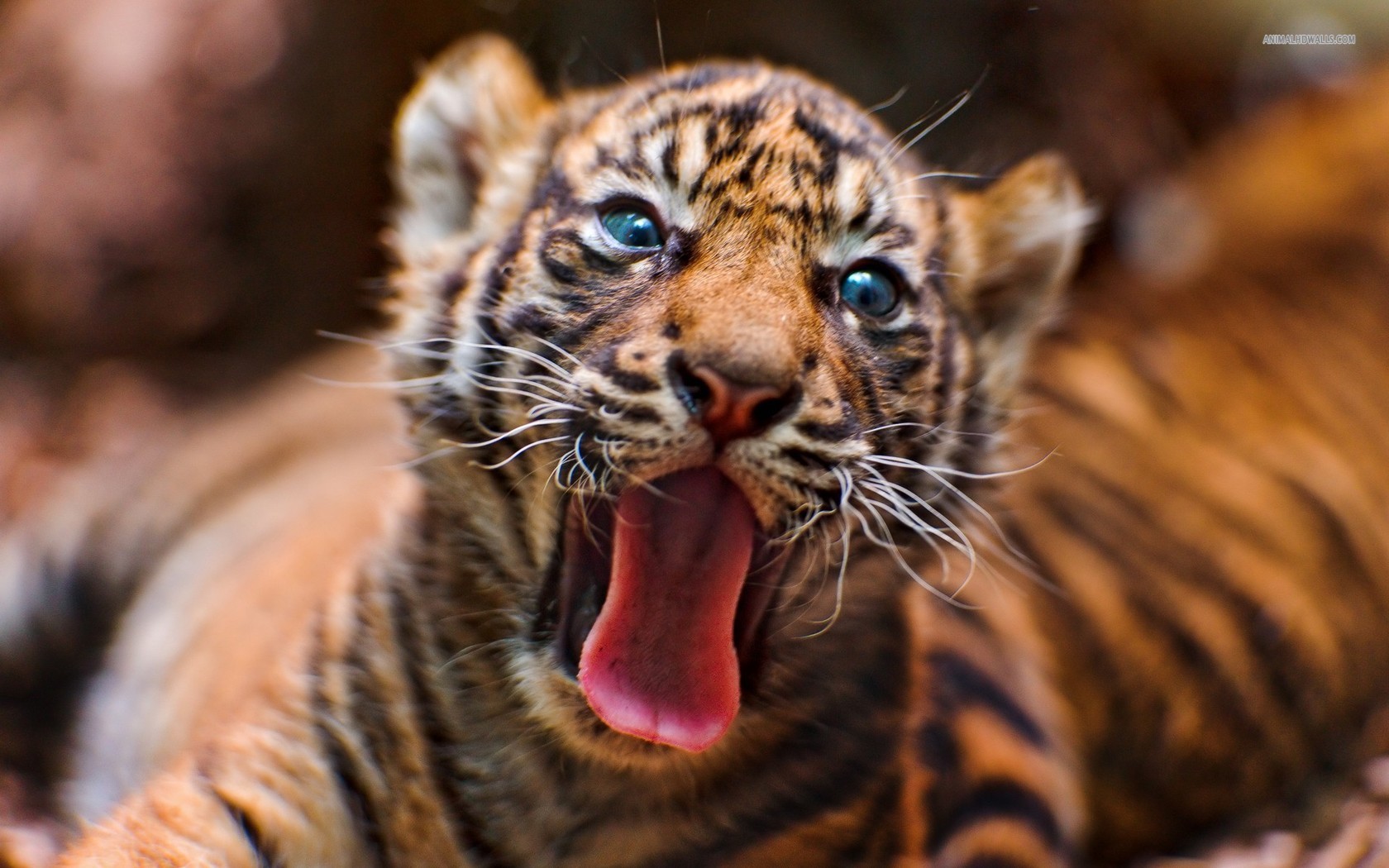 Mobile Desktop Background Cute Tiger Cub Pics Download