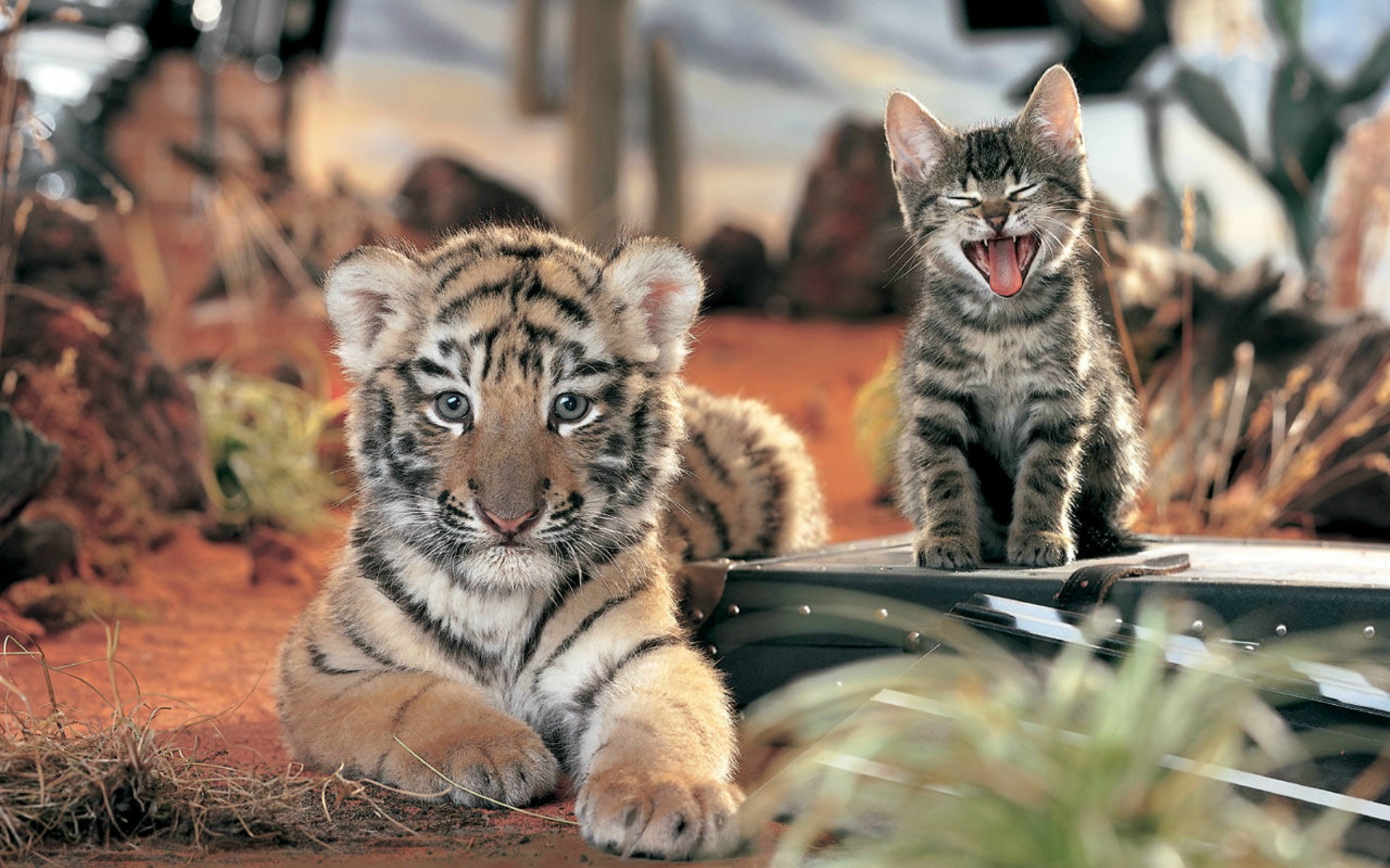 Mobile Desktop Background Cute Tiger Cub Pictures Download