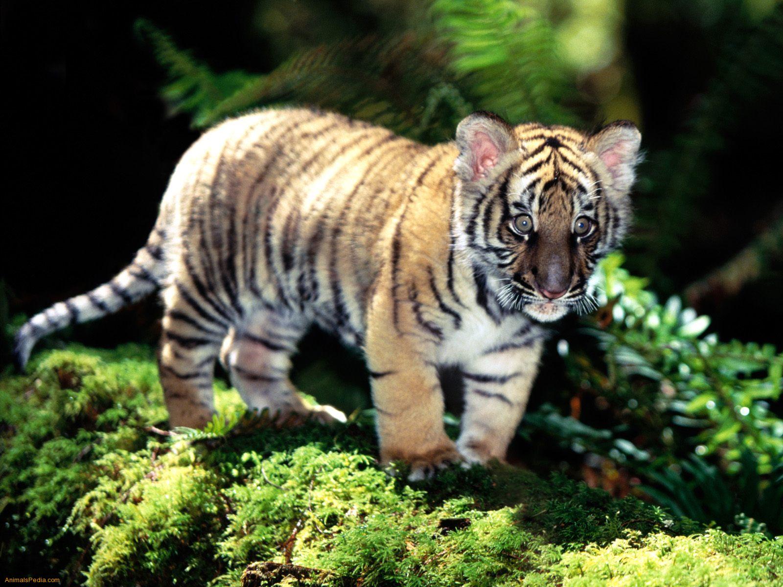Mobile Desktop Background Cute Tiger Cubs Wallpapers Download