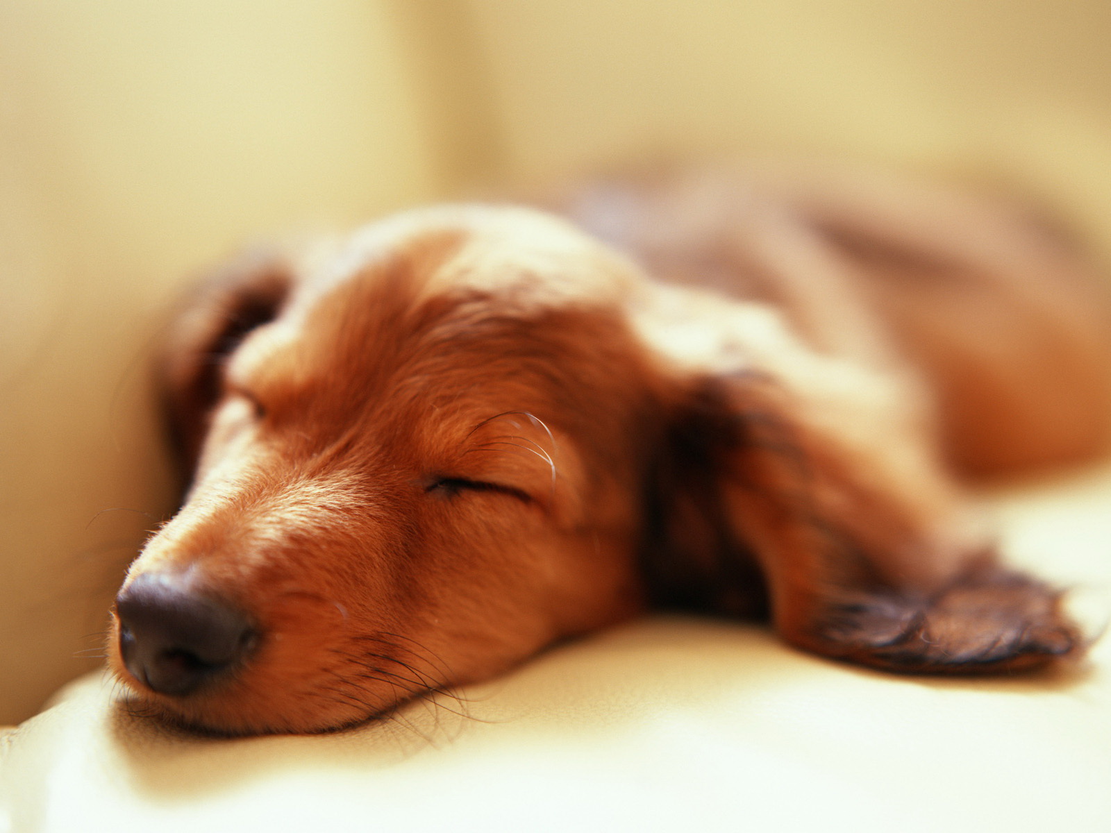 mobile desktop background cutest dog images contest download