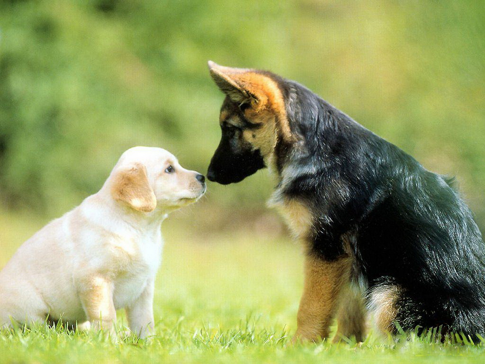 Mobile Desktop Background Cutest Dogs Pictures Download