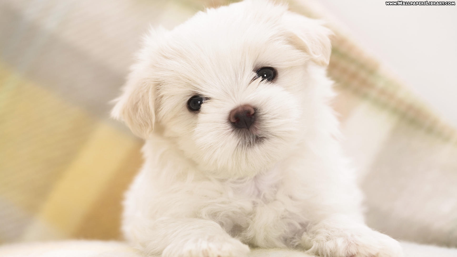 mobile desktop background cutest puppy wallpapers download