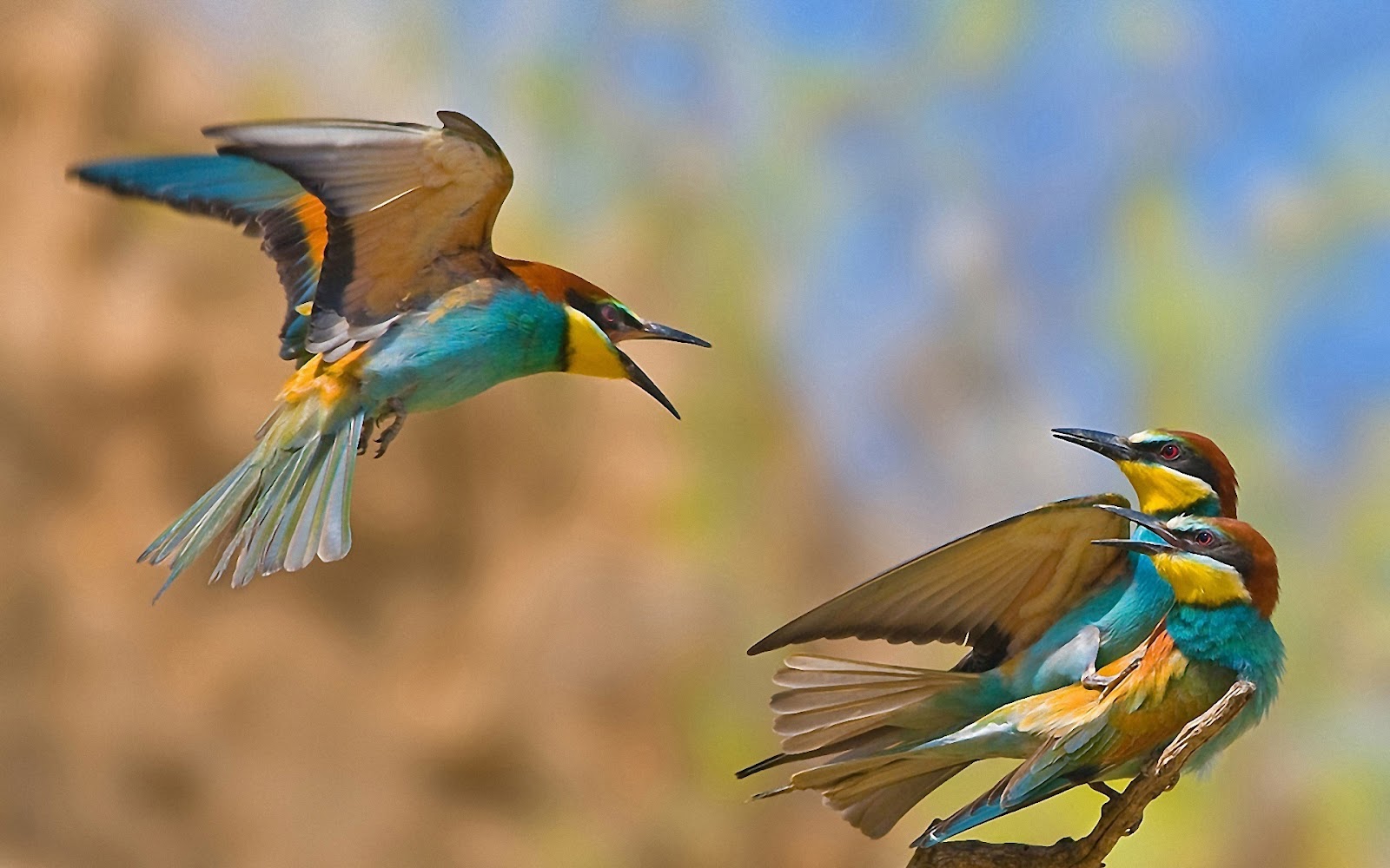 Mobile Desktop Background Different Pics Of Birds Download