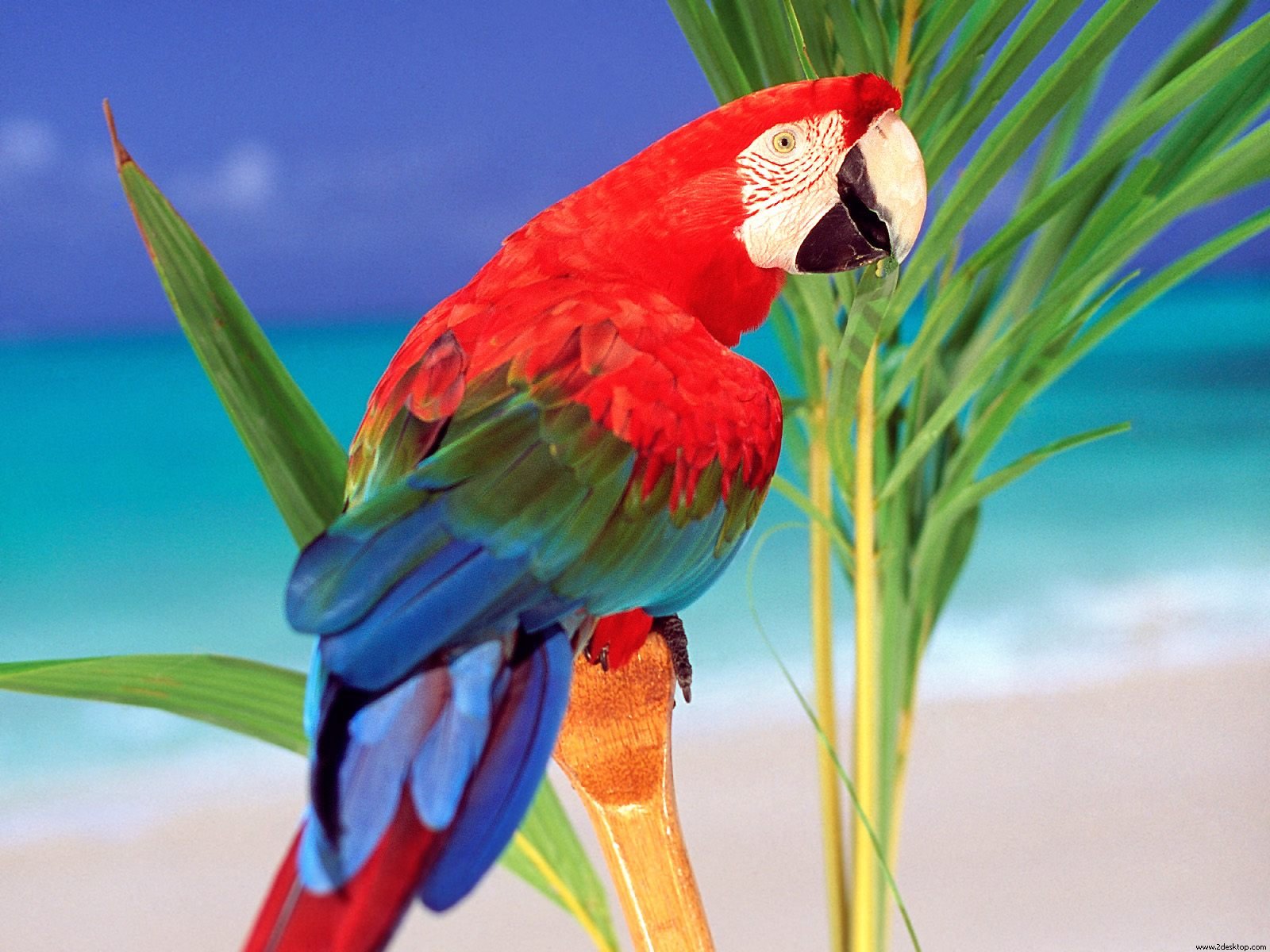 Mobile Desktop Background Download Latest Birds Wallpapers