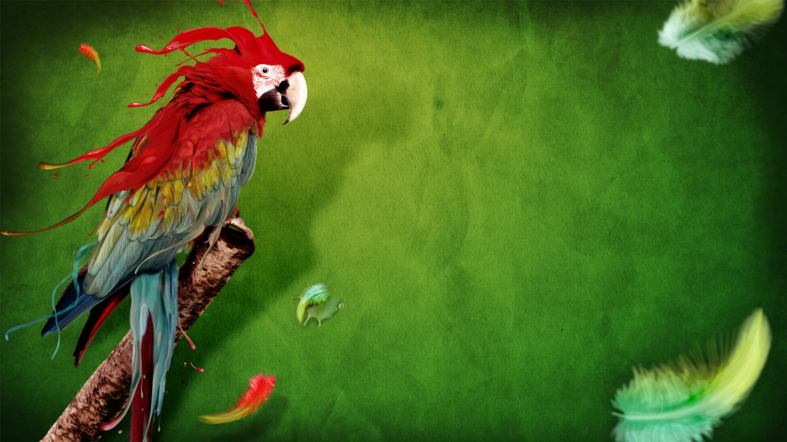 Mobile Desktop Background Download Latest Parrot Wallpapers
