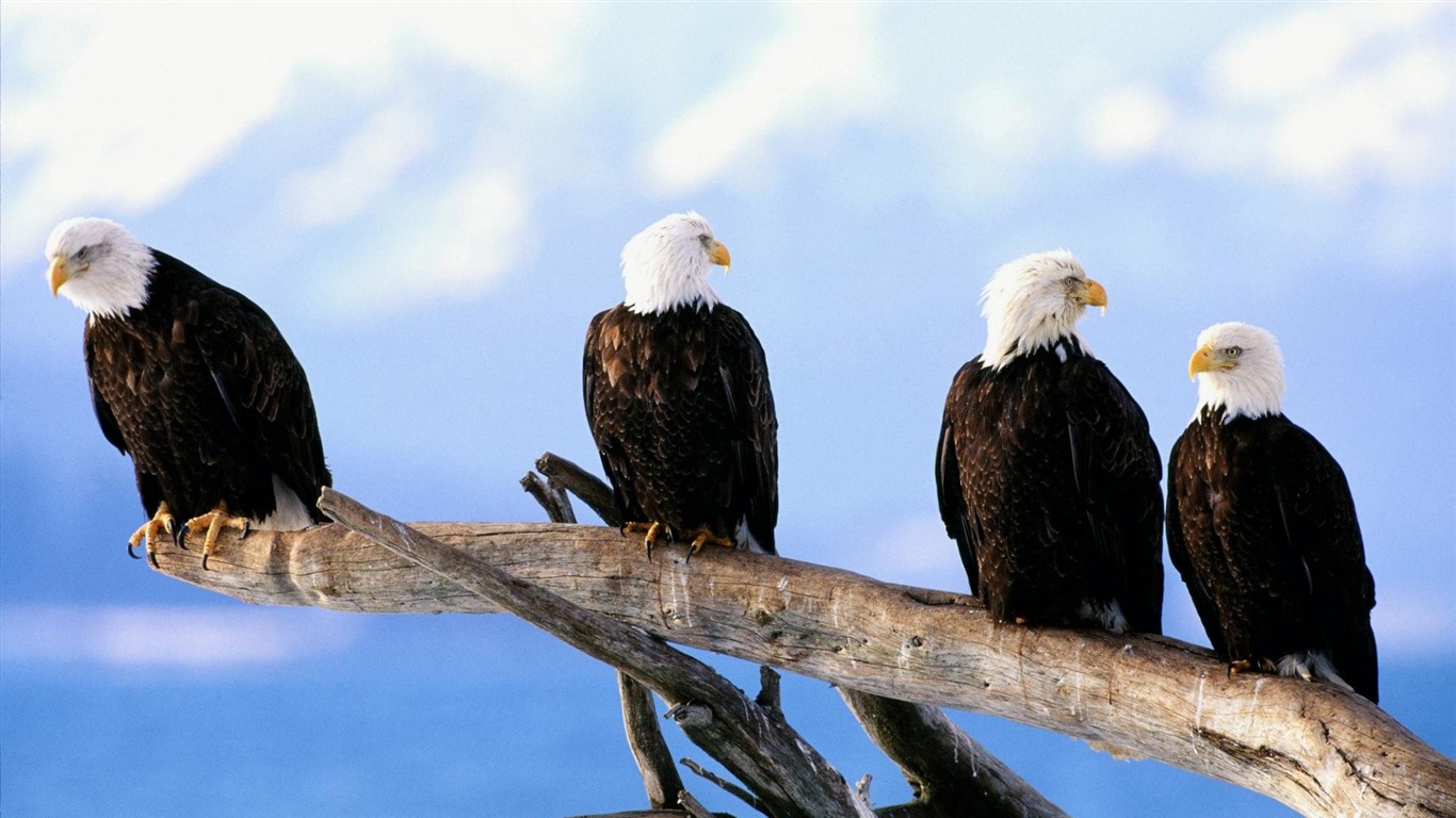 Mobile Desktop Background Eagle Bird Images Wallpaper