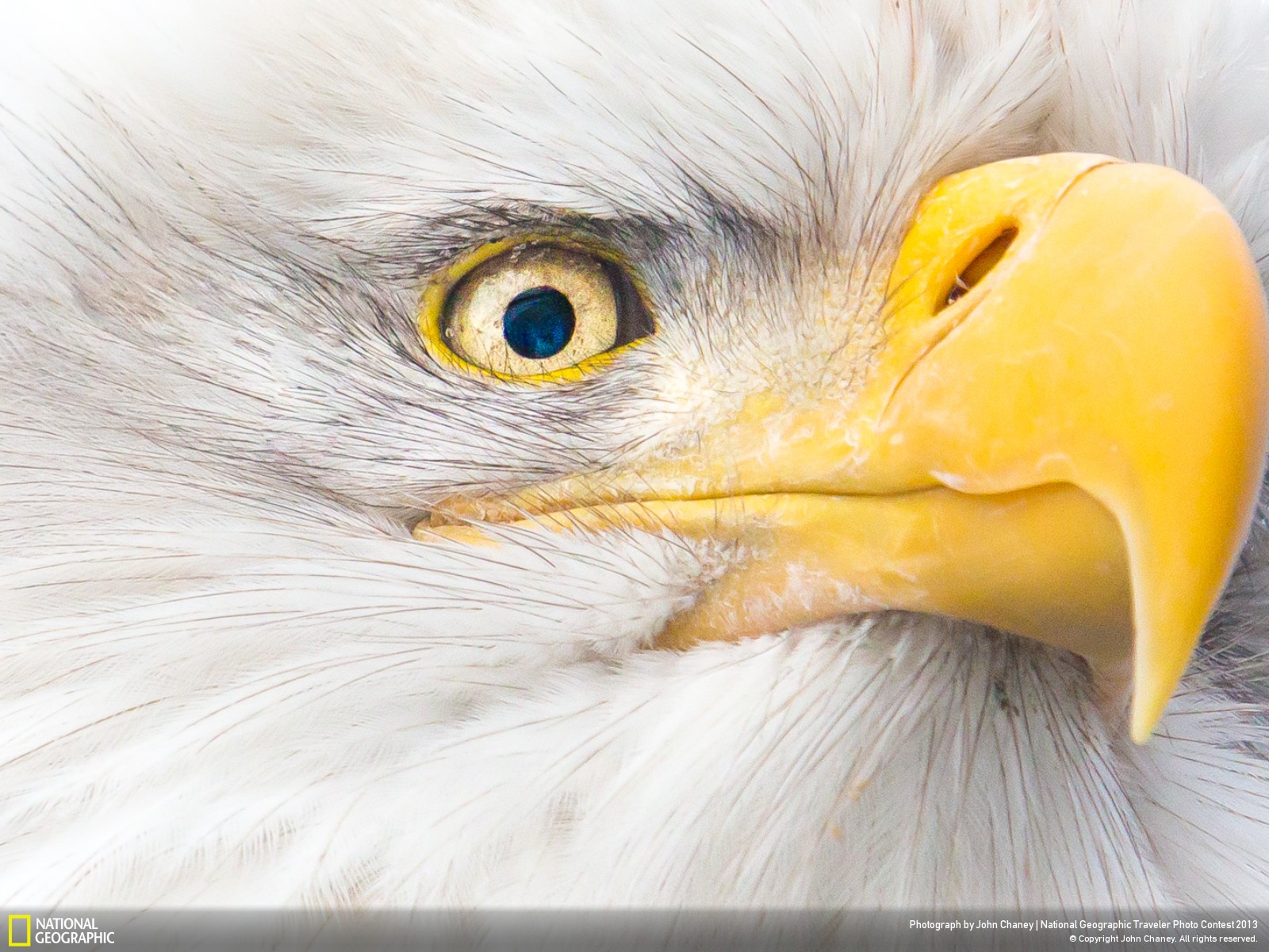 mobile desktop background eagle eye picture